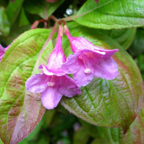 Weigela 'wings of fire' pot de 3l/4l
