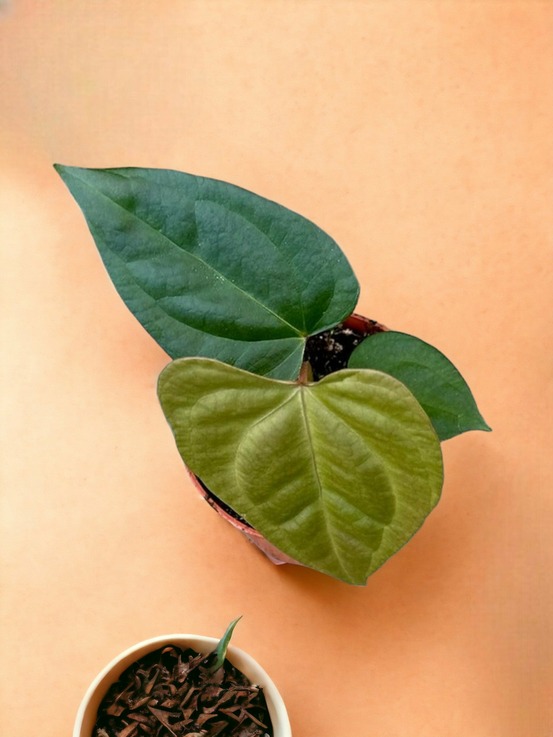 Anthurium nigrolaminum gigi x forgetii