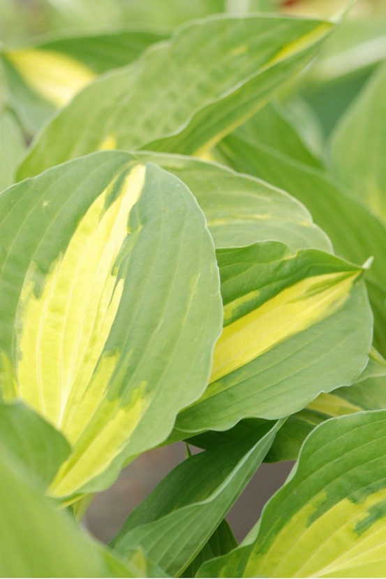 Hosta christmas candy' - en pot de 1,3 litres