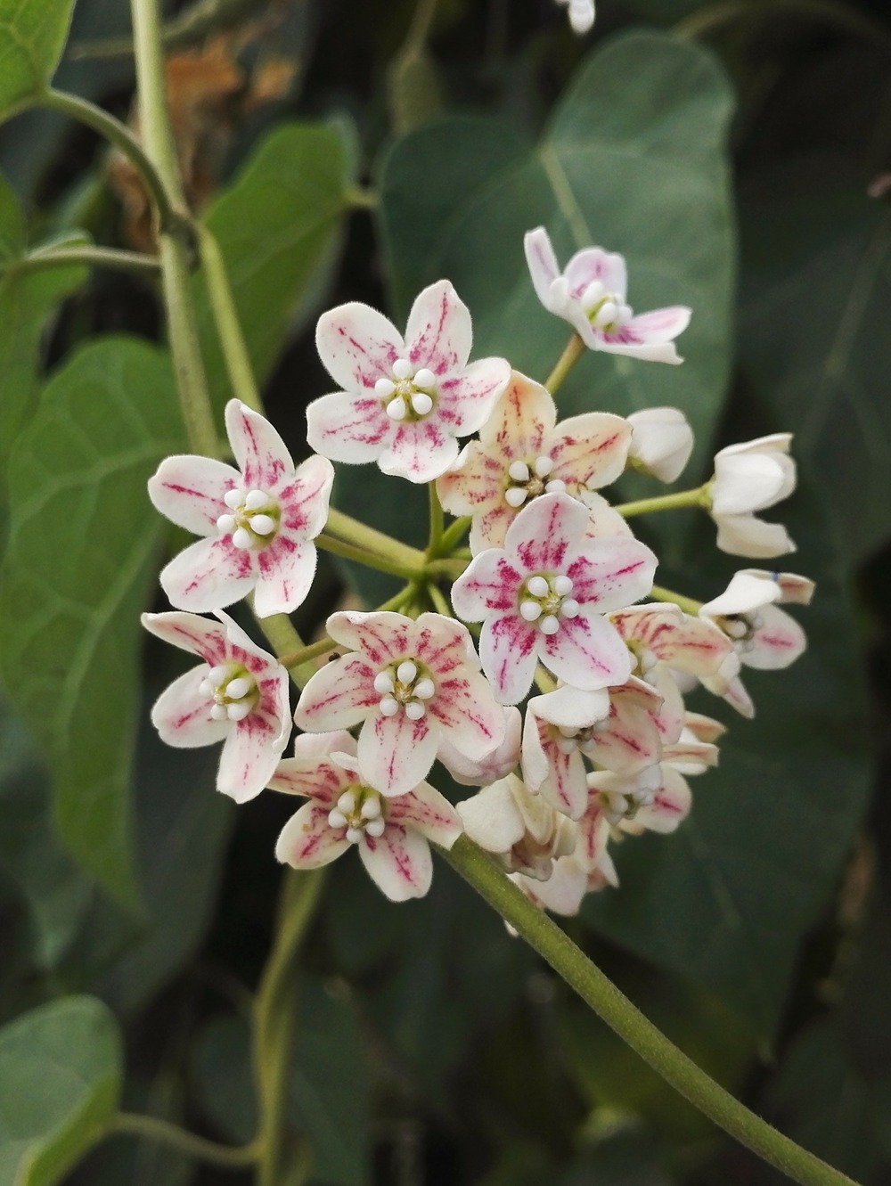 Wattakaka sinensis pot de 2l/3l