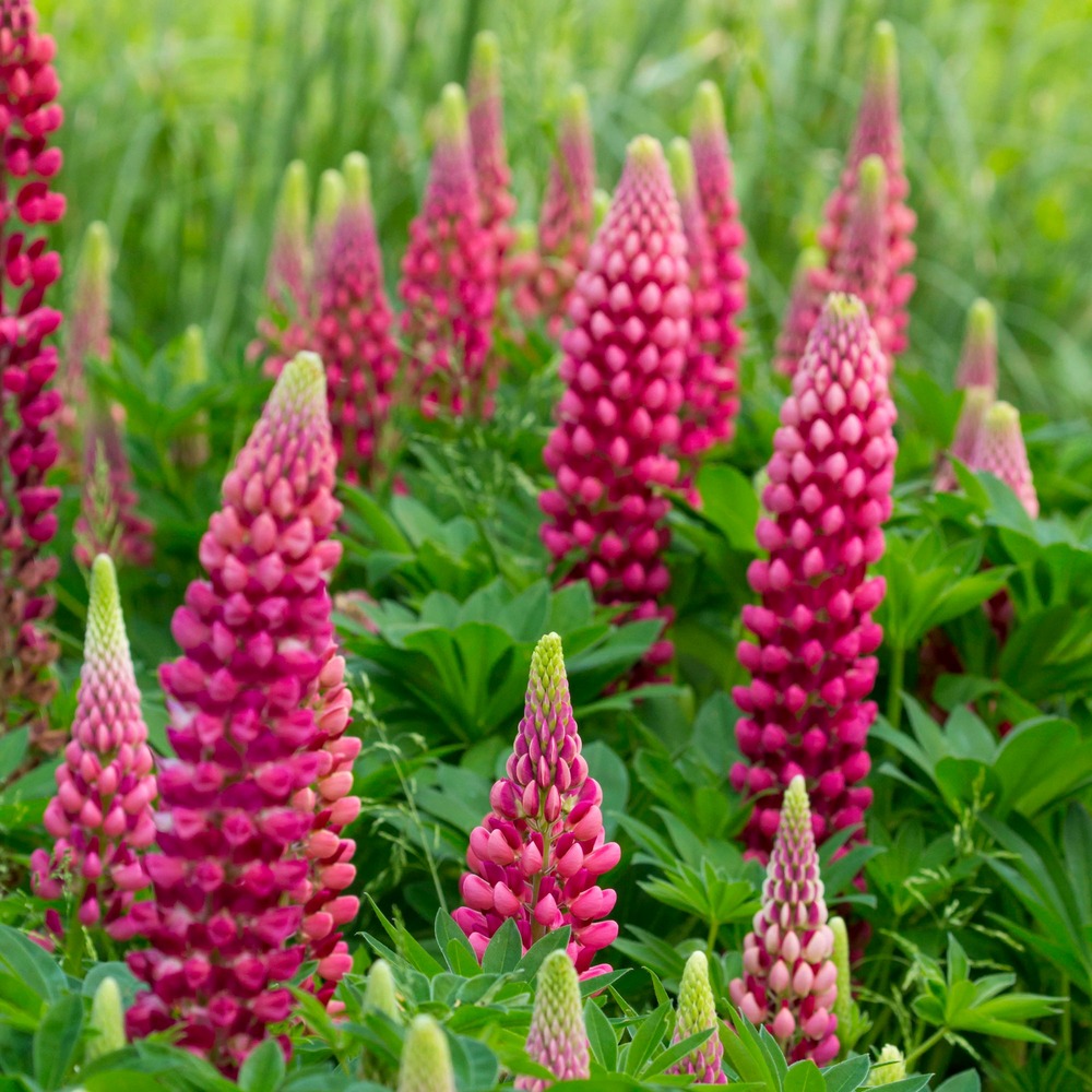 Lupin gallery red - le pot / ø 9cm, vendu par lot de 4