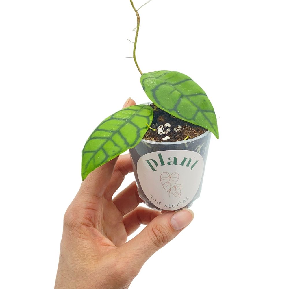 Hoya callistophylla - pot de 6cm - plantes d'intérieur