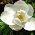 Magnolia à grandes fleurs 'galissoniensis' (magnolia grandiflora galissoniensis) - godet 9cm