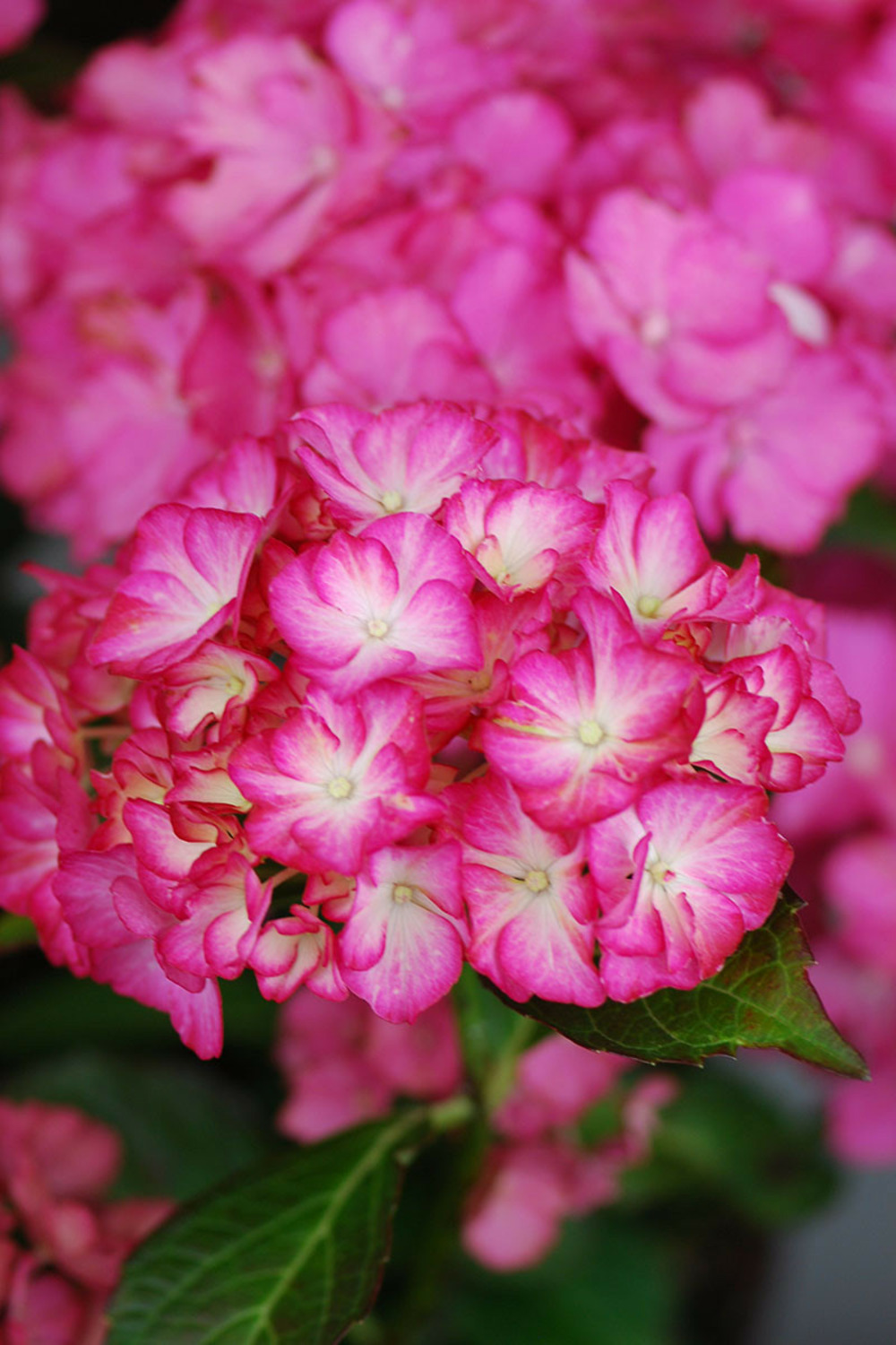 Hortensia 'charming alice' ? - en pot de 5 litres