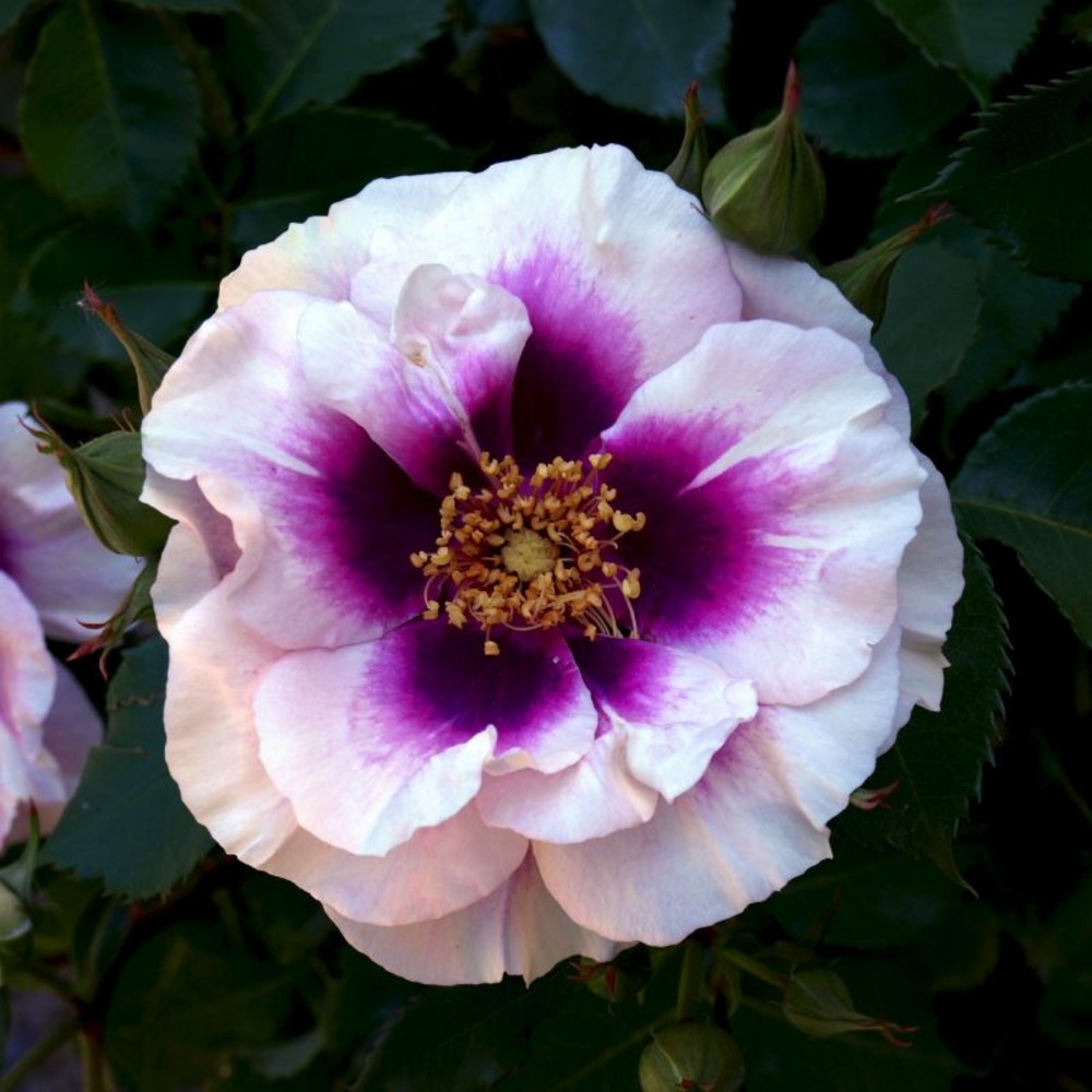 Rosier 'blue eyes' ® (rosa 'blue eyes' ®)
