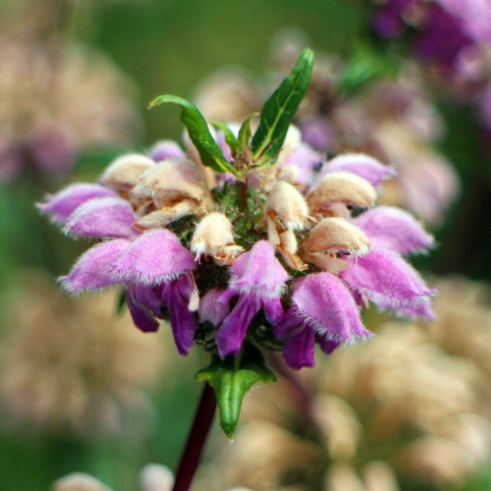 Sauge de jérusalem purpurea ssp. Caballeroi lot de 5 godets