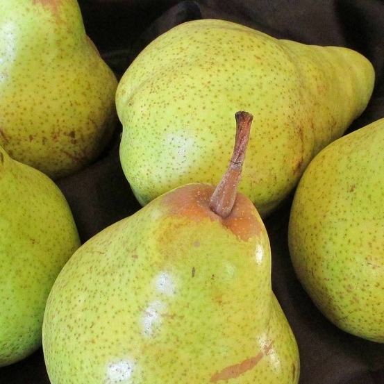 Poirier delbardélice® 'delété' pot de 12l - gobelet 3 ans