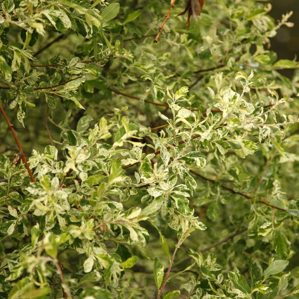 Saule cendré 'tricolor' pot de 3l/4l, tige