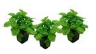 Fragaria x ananassa roman - set de 3 - plantes de fraises grimpantes rustiques - pot 9cm -hauteur 15-20cm