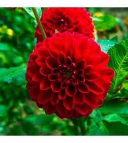 Coffret de bulbes hollandais large, lot de 6 dahlias + thé mangue coconut offert