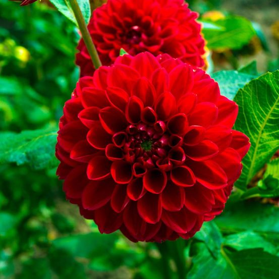 Coffret de bulbes hollandais large, lot de 6 dahlias + thé mangue coconut offert