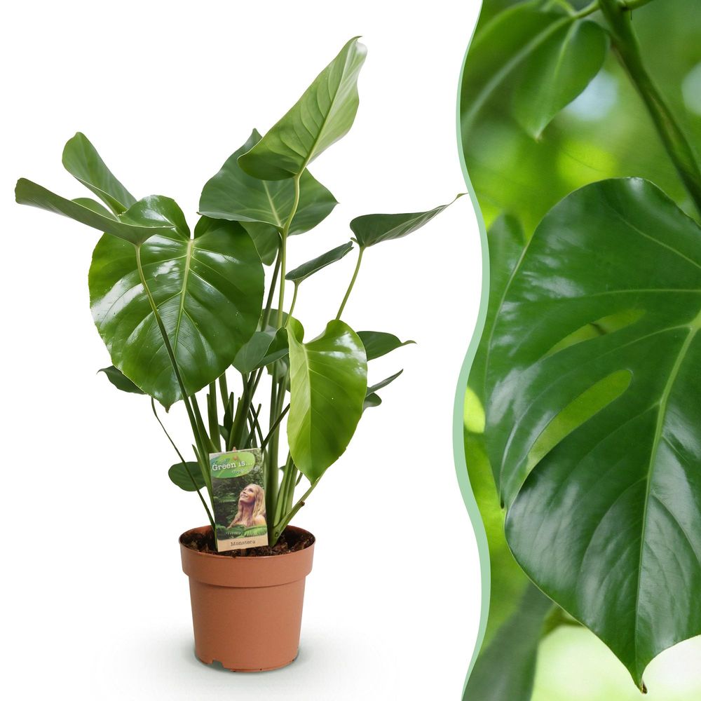 Monstera deliciosa - plantes d'intérieur