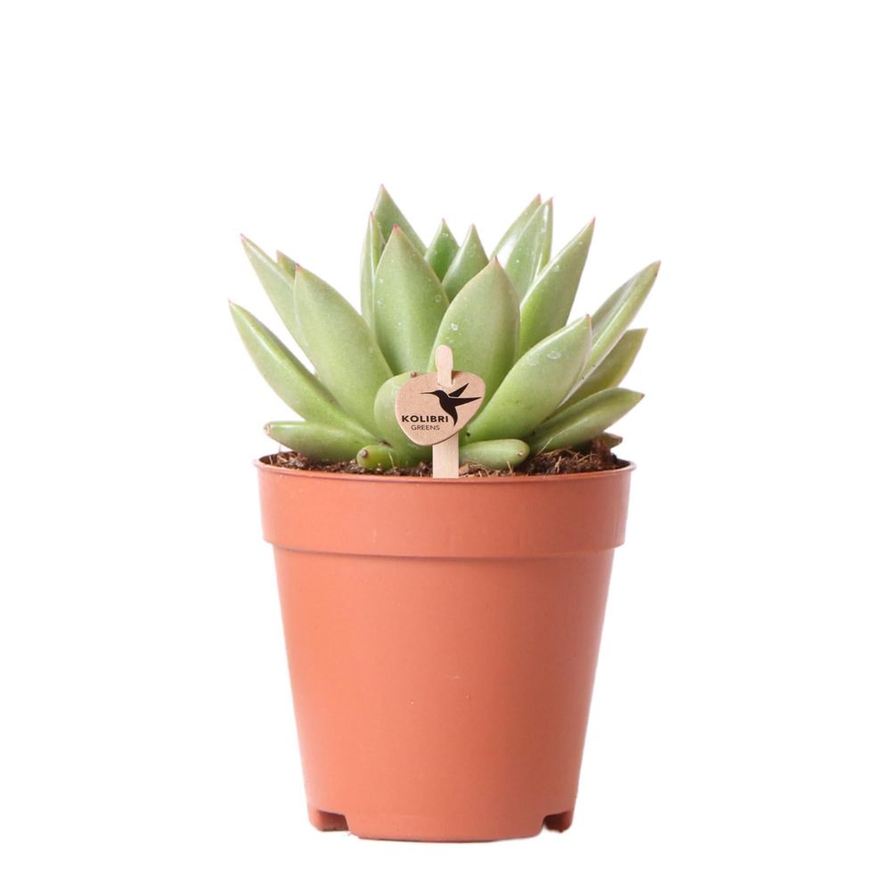 Echeveria miranda h13cm - plante grasse d'intérieur