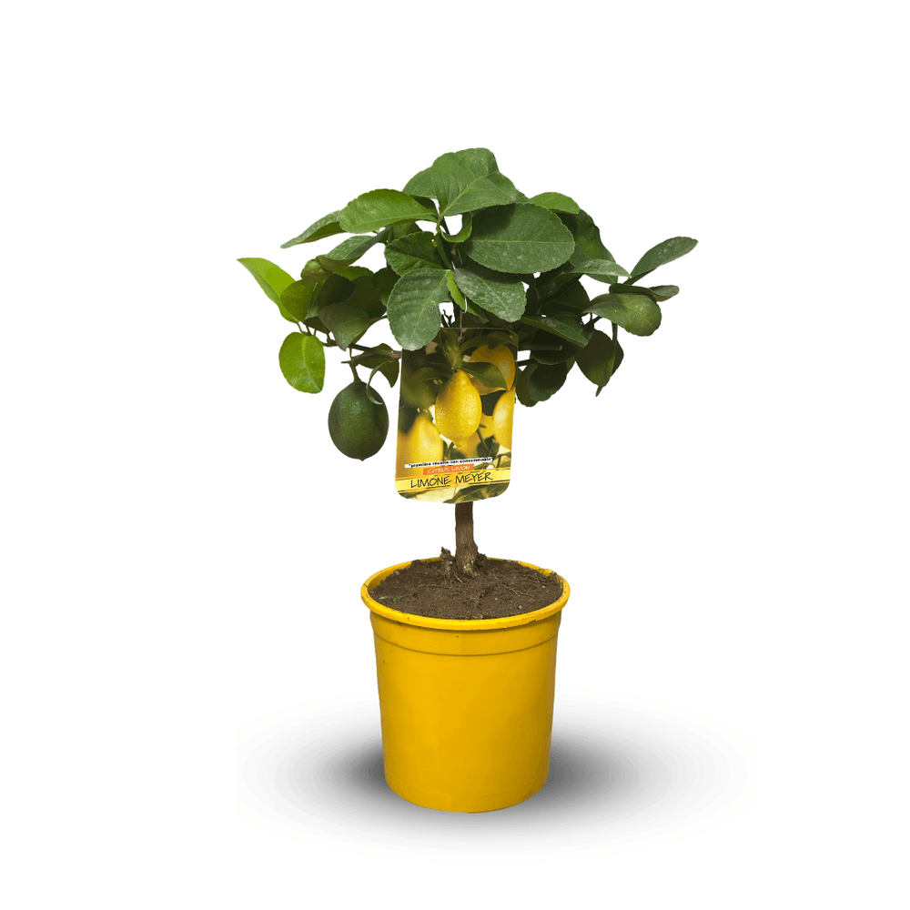 Citronnier meyer - citrus meyeri - agrume méditerranéen - arbre fruitie - ↕ 35-40 cm - ⌀ 15 cm - plante d'intérieur