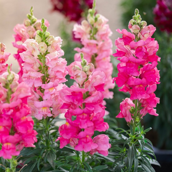 Muflier rose - le pot / ø 10,5cm