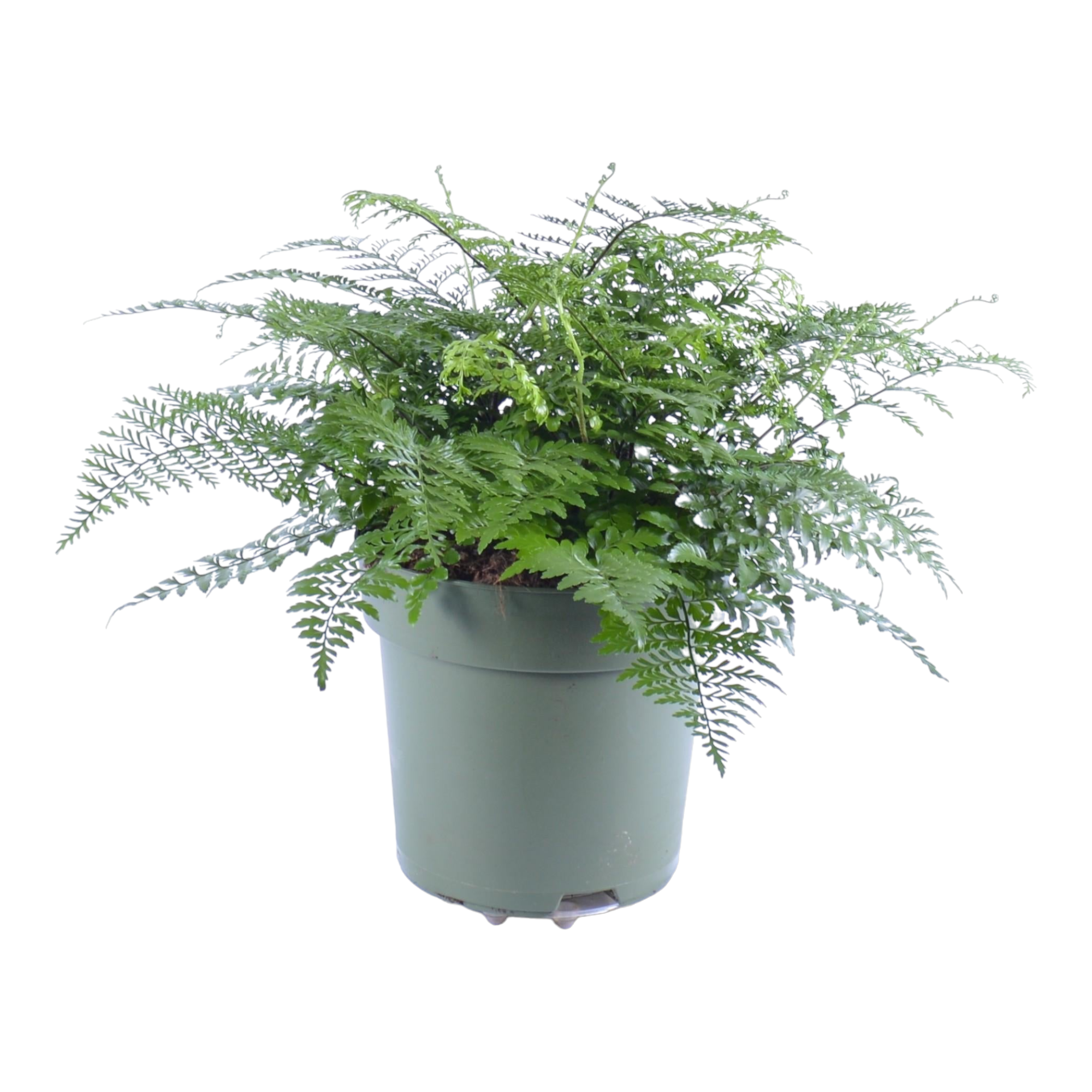 Plante d'intérieur - asplenium 'parvati' 50.0cm