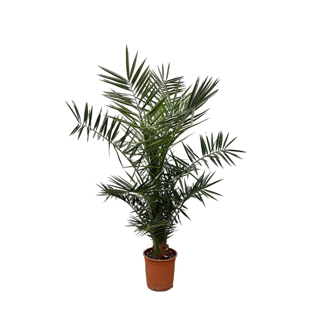 Phoenix canariensis 140cm - plante d'intérieur