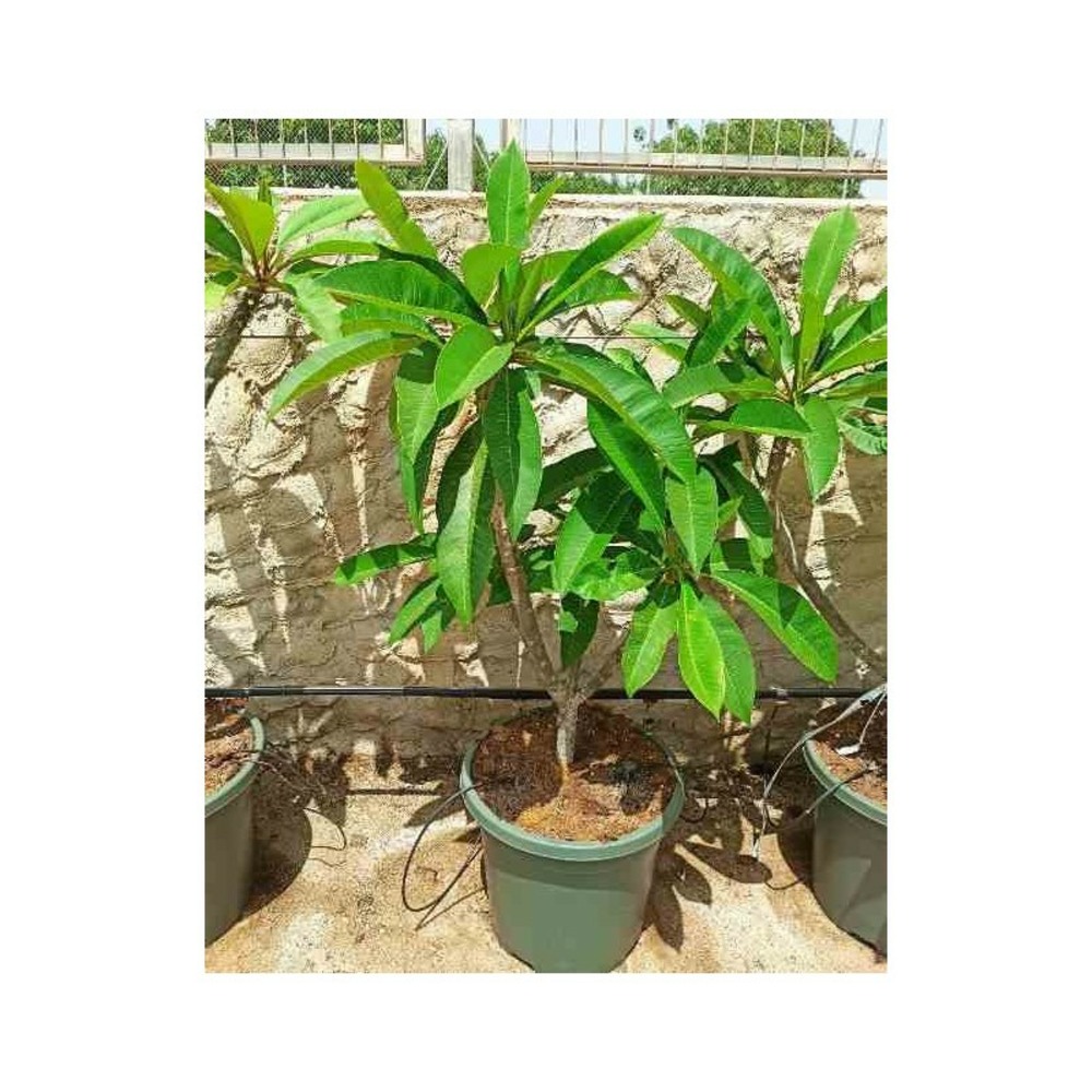 Plumeria rubra blanc à coeur jaune (frangipanier) pot de 65l - 130/150cm