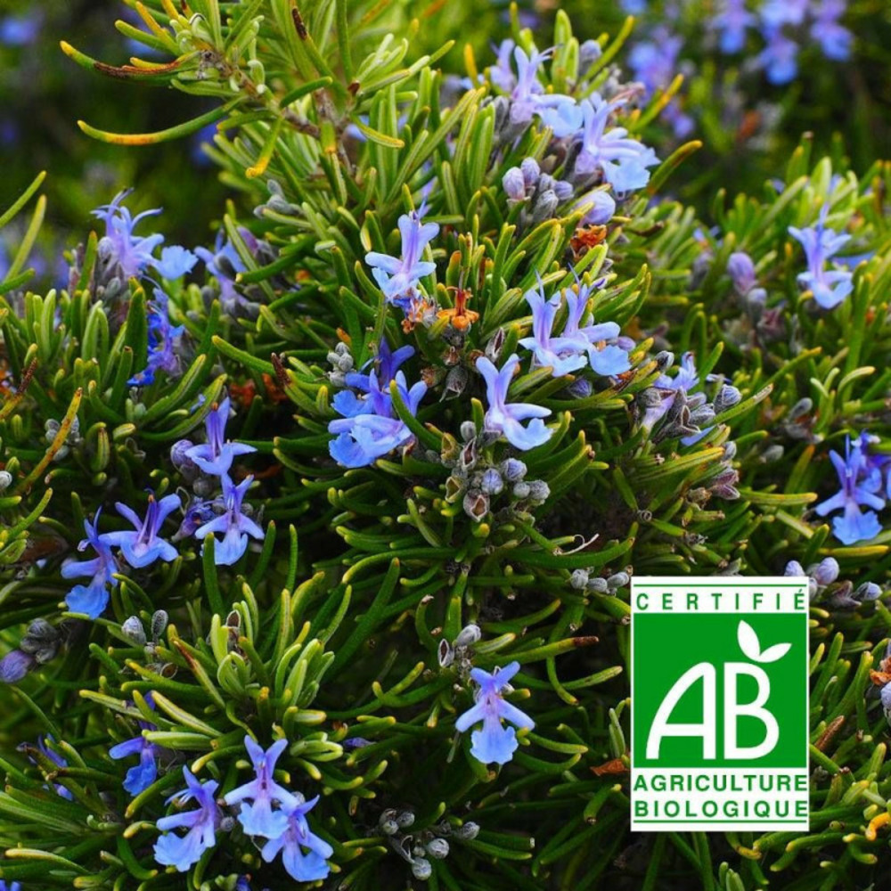 Romarin pointe du raz - sans traitement godet - 5/20 cm