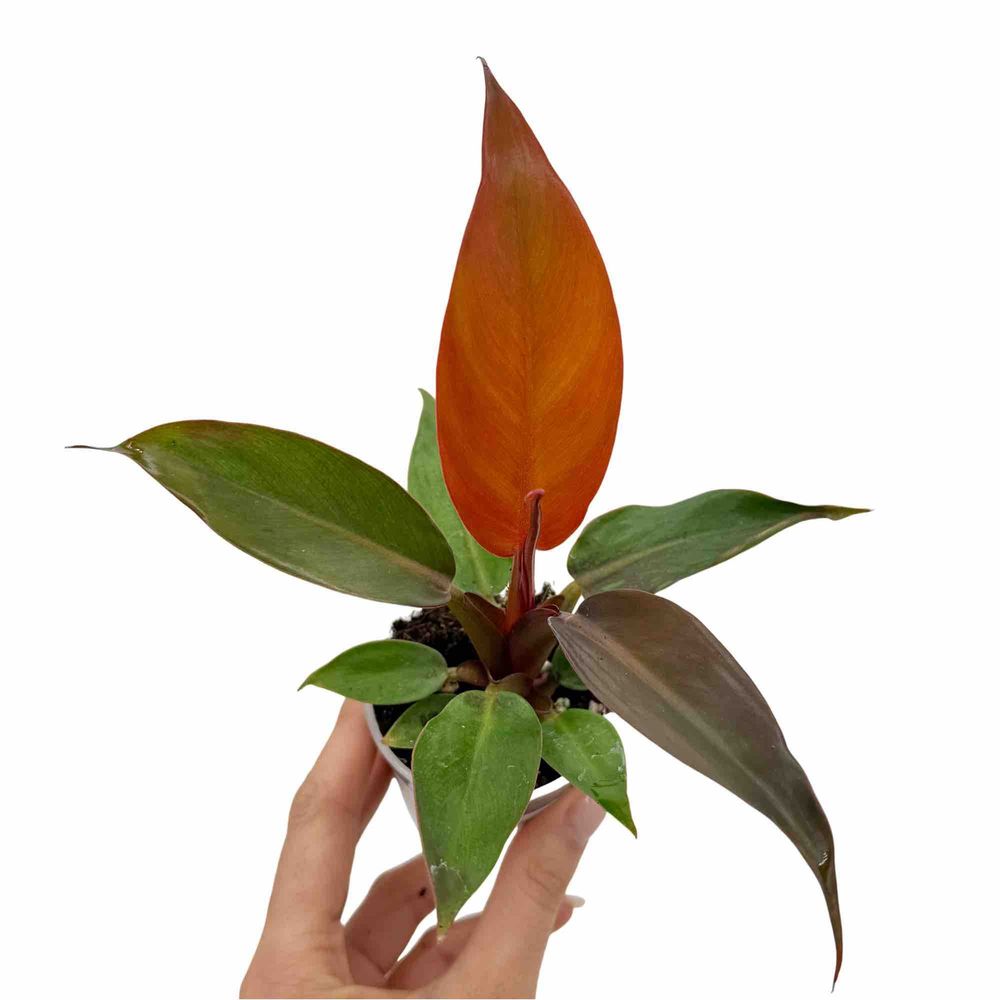 Philodendron red sun - pot de 9cm - plantes d'intérieur