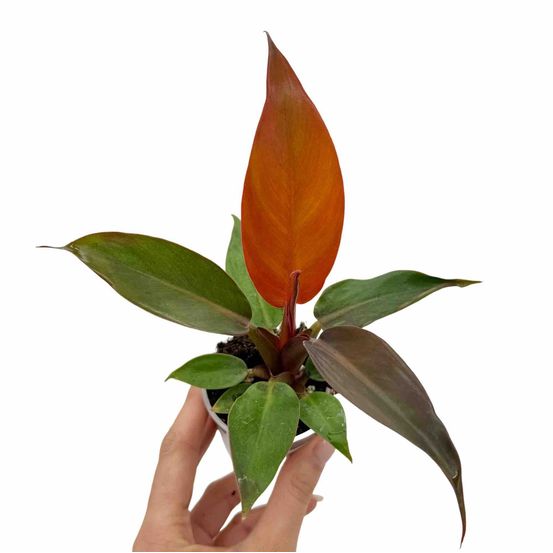 Philodendron red sun - pot de 9cm - plantes d'intérieur