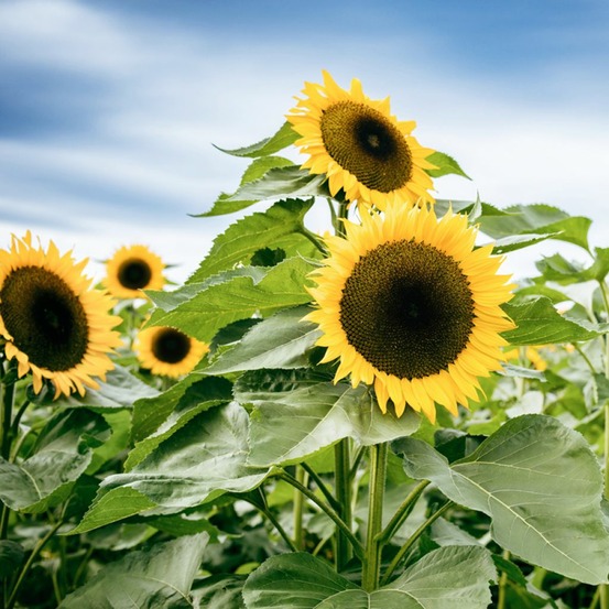 Soleil, tournesol 'uniflorus giganteus' le sachet de 40 graines environ (3g)