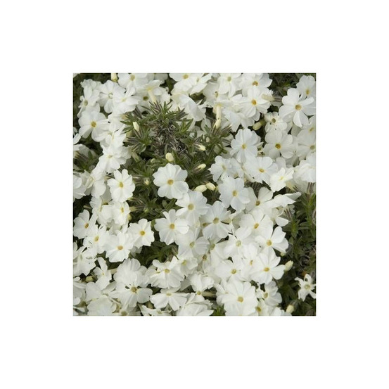 Phlox nain white admiral, phlox mousse lot de 9 godets