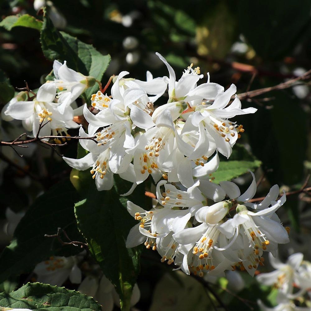 Deutzia x magnifica pot de 2l/3l