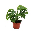 Mini-plant - monstera monkey mask - feuille de fenêtre - idéal pour les petits bols et verres - baby-plant dans un pot de 5,5 cm
