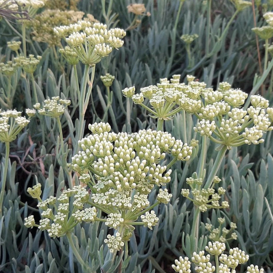 Criste marine - sans traitement lot de 9 godets