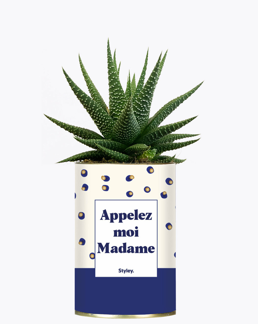 Plante drôle - appelez-moi madame - cactus