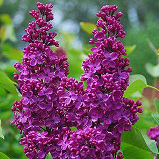 Lilas commun 'andenken ludwig spaeth' - syringa vulgaris 'andenken ludwig spaeth' - 40-60 cm pot