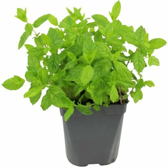 Plant de Menthe verte - Plant aromatique - pot de 1L