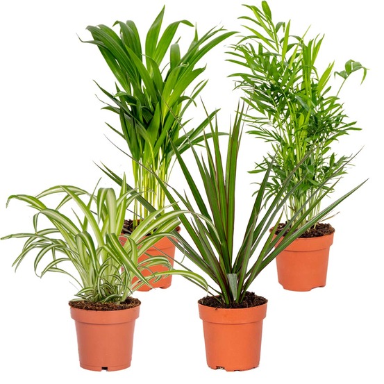 Lot de 4 - mélange dépolluant - hauteur 20-40 cm - pot 12 cm
