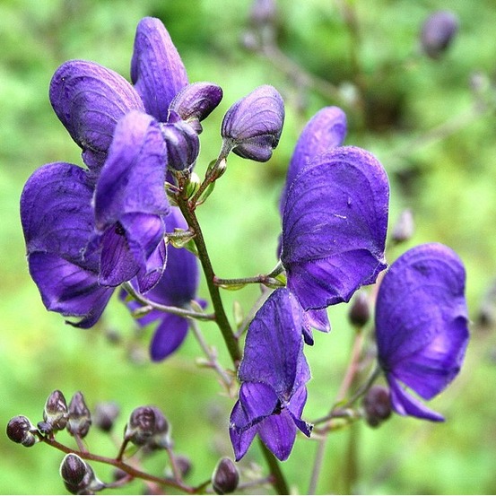 6 x casque de jupiter - aconitum napellus - godet 9cm x 9cm