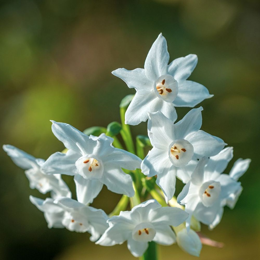 Narcisse 'paperwhite' bulbe calibre 13+ (par 5)