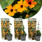 Thunbergia 'new orange' - set de 3 plantes - pot 9cm - hauteur 25-40cm