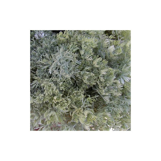 Armoise à feuilles de cinéraire nana lot de 5 godets