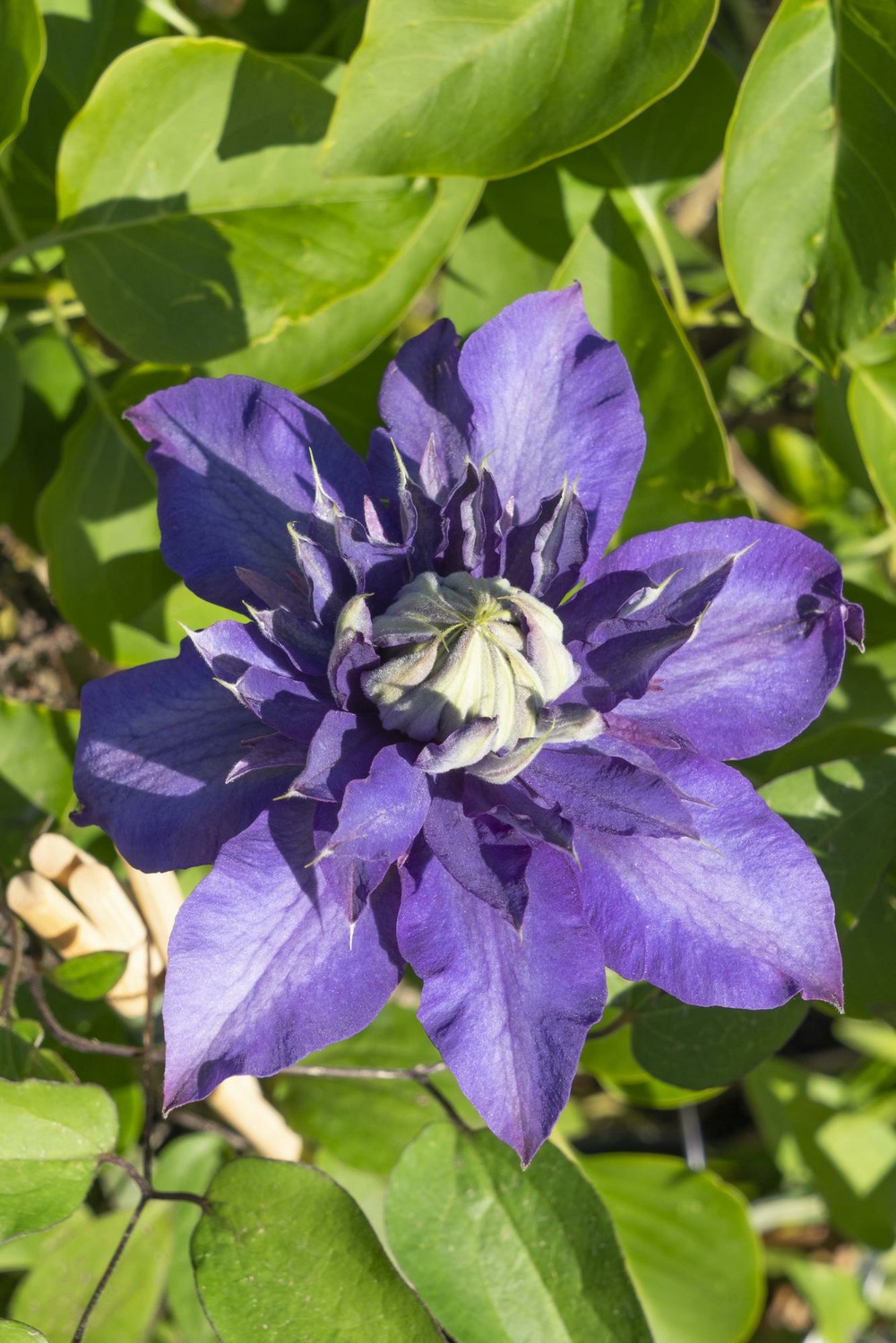 Lot de 4 - clematis multi bleu - h65 cm - ø15 cm