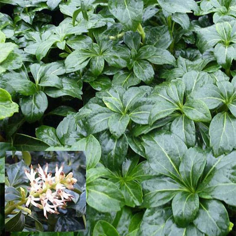 Pachysandra terminalis 'green sheen' godet de 8/9 cm