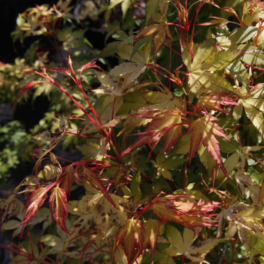 Érable du japon 'katsura' pot de 30l/35l