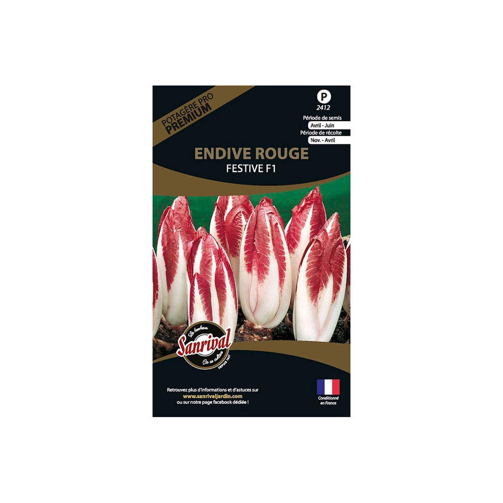 Graines potagères premium endive rouge festive