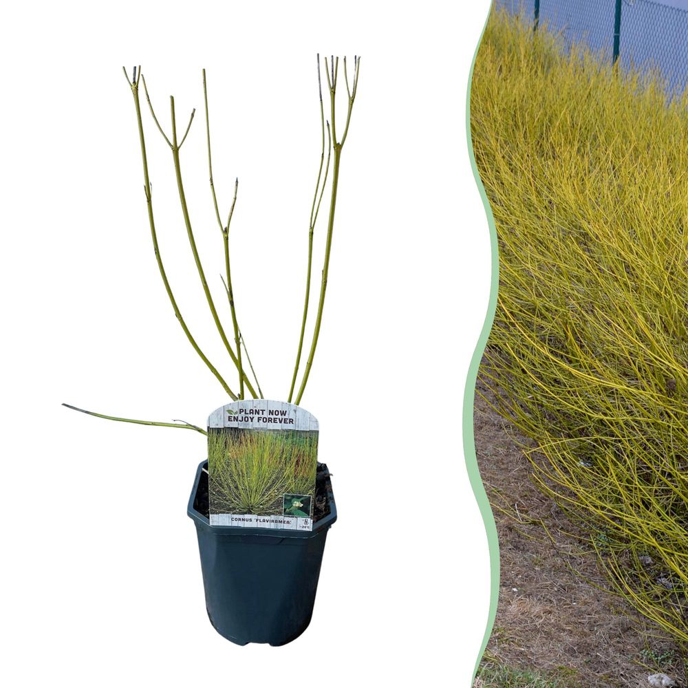 Cornouiller 'flaviramea' - pot 17 cm - hauteur 50 cm