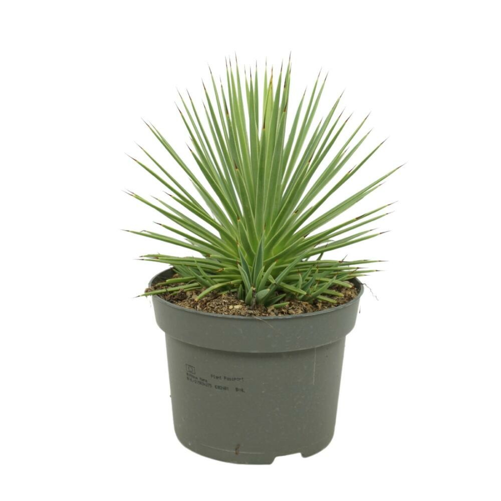Agave striata var. Nana agave porc-épic pot 12cm