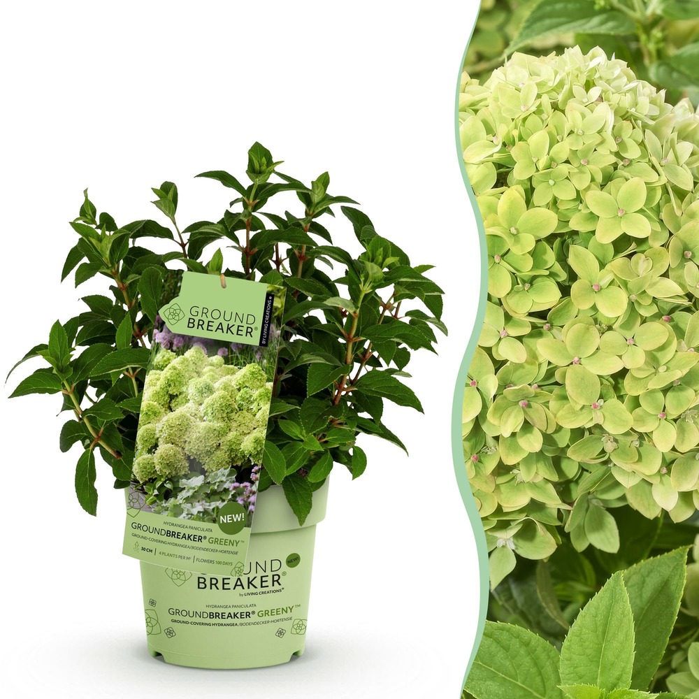 Hortensia groundbreaker greeny - pot 14 cm - hauteur 20-25 cm