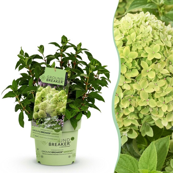 Hortensia groundbreaker greeny - pot 14 cm - hauteur 20-25 cm