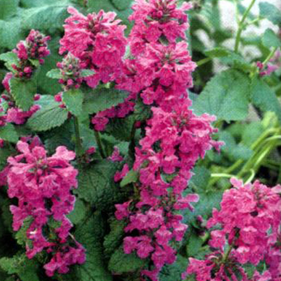 6 x épiaire de byzance - stachys grandiflora 'superba' - godet 9cm x 9cm