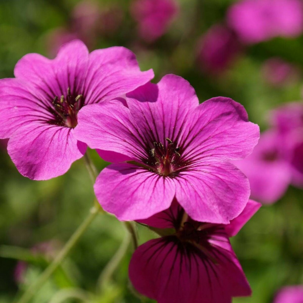 Géranium vivace giuseppii lot de 3 godets