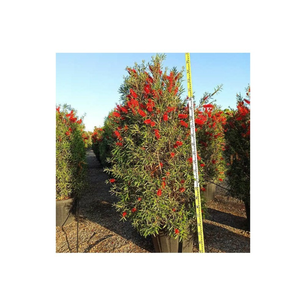 Callistemon viminalis 'captain cook' (rince bouteille) pot de 280l 200/250cm