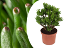 Crassula ovata 'hobbit' l - plante d'intérieur - succulente - ⌀ 23 cm - h45-50cm